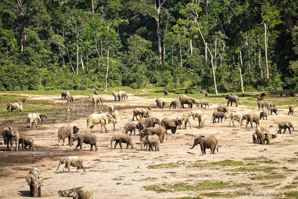 Fleuve Congo